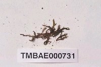 藏品(延葉鳳尾苔)的圖片